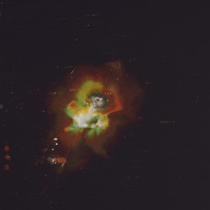 "Alkali-Tauraco-I", 2014, ca. 250x180cm, colorphotogram-scan/Fine Art Print, 2+1AP / 110x80cm, 50+1AP