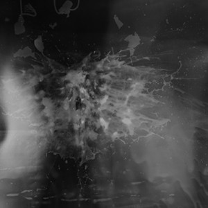 "Plover", 2012, detail view, BW Photogram, unique