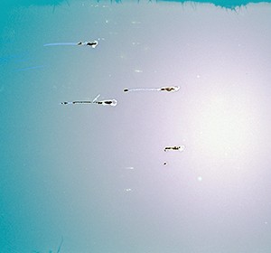 "CC S_9", 2011, ca. 70x114cm, C-Print analog, 2+1 AP