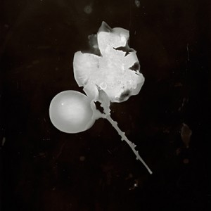 "Blazing Fruits no.11", 2011, ca. 140x100cm, Photogram / Fine Art Print, 1+1 AP