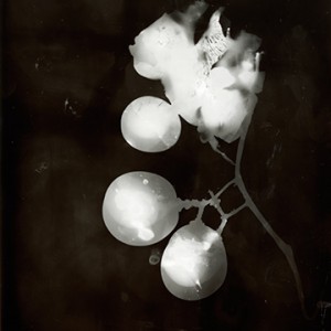 "Blazing Fruits no.12", 2011, ca. 140x100cm, Photogram / Fine Art Print, 1+1 AP