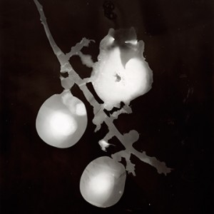 "Blazing Fruits no.14", 2011, ca. 140x100cm, Photogram / Fine Art Print, 1+1 AP