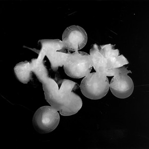 "Blazing Fruits no.16", 2011, ca. 100x140cm, Photogram / Fine Art Print, 1+1 AP