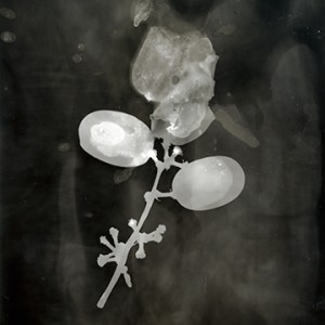 "Blazing Fruits no.18", 2011, ca. 140x100cm, Photogram / Fine Art Print, 1+1 AP