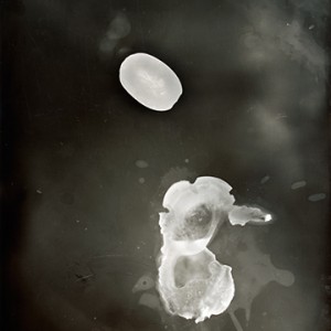 "Blazing Fruits no.22", 2011, ca. 140x100cm, Photogram / Fine Art Print, 1+1 AP