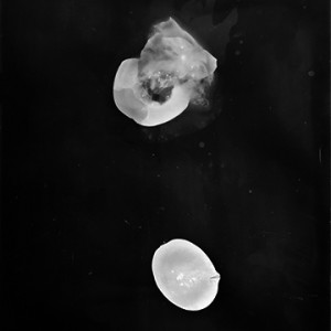 "Blazing Fruits no.32", 2011, ca. 140x100cm, Photogram / Fine Art Print, 1+1 AP