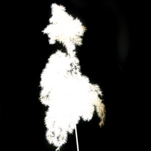 "The BLOOM II no.2", 2012, ca. 50x40cm, Lambdaprint, 12+1 AP
