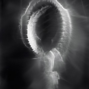 “SPN VIII no.9″, 2016, ca. 120x90cm, photogram on colorfilm/C-Print analog, 2+1 AP