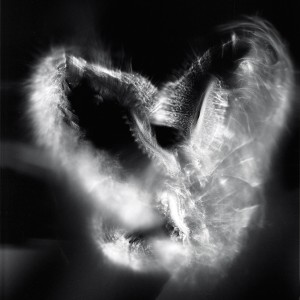 “Aquila No.2″, 2016, ca. 120x90cm, photogram on colorfilm/C-Print analog, 2+1 AP