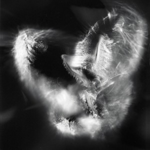 “Aquila No.5″, 2016, ca. 120x90cm, photogram on colorfilm/C-Print analog, 2+1 AP