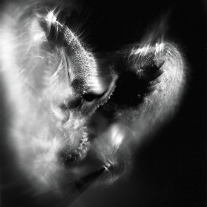 “Aquila No.8″, 2016, ca. 120x90cm, photogram on colorfilm/C-Print analog, 2+1 AP