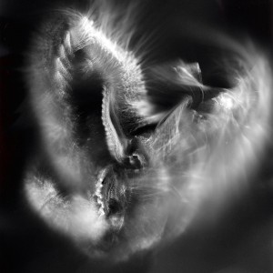 “Aquila No.9″, 2016, ca. 120x90cm, photogram on colorfilm/C-Print analog, 2+1 AP