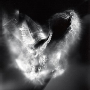 “Aquila No.15″, 2016, ca. 120x90cm, photogram on colorfilm/C-Print analog, 2+1 AP