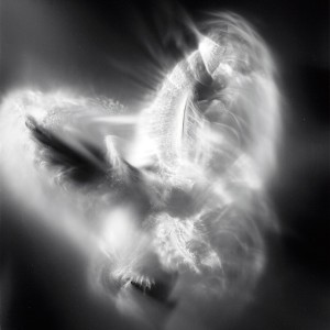 “Aquila No.12″, 2016, ca. 120x90cm, photogram on colorfilm/C-Print analog, 2+1 AP