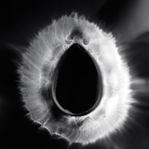 “VAG No.4″, 2016, ca. 120x90cm, photogram on colorfilm/C-Print analog, 2+1 AP