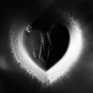 “HEART I No.2″, 2016, ca. 128x100cm, photogram on colorfilm/C-Print analog, 2+1 AP