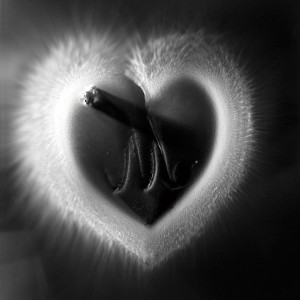 “HEART I No.4″, 2016, ca. 128x100cm, photogram on colorfilm/C-Print analog, 2+1 AP