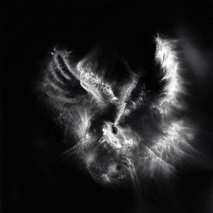 “Aquila II No.23″, 2016, ca. 120x90cm, photogram on colorfilm/C-Print analog, 2+1 AP