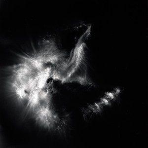 “Aquila II No.24″, 2016, ca. 120x90cm, photogram on colorfilm/C-Print analog, 2+1 AP