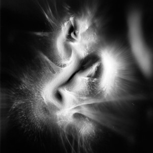 “RSNG No.13″, 2016, ca. 130x100cm, photogram on colorfilm/C-Print analog, 2+1 AP