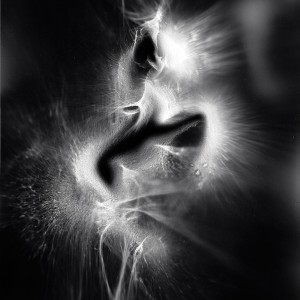 “RSNG No.5″, 2016, ca. 130x100cm, photogram on colorfilm/C-Print analog, 2+1 AP