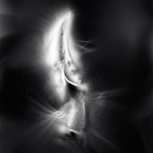 “AZA no.8″, 2017, ca. 130x100cm, photogram on colorfilm/C-Print analog, 2+1 AP