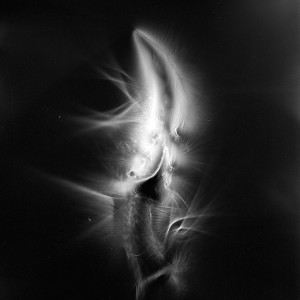 “AZA no.2″, 2017, ca. 130x100cm, photogram on colorfilm/C-Print analog, 2+1 AP