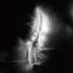 “AZA no.4″, 2017, ca. 130x100cm, photogram on colorfilm/C-Print analog, 2+1 AP