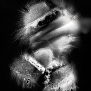 “PRT no.7″, 2017, ca. 130x100cm, photogram on colorfilm/C-Print analog, 2+1 AP