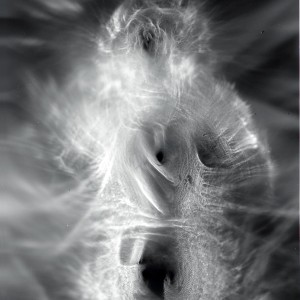 “Torso no.4″, 2018, ca. 130x100cm, photogram on colorfilm/C-Print analog, 2+1 AP