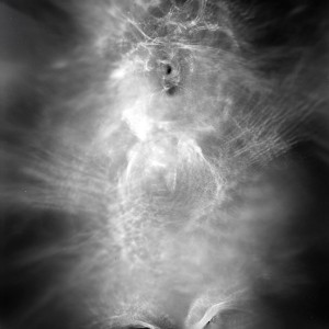 “Torso no.1″, 2018, ca. 130x100cm, photogram on colorfilm/C-Print analog, 2+1 AP