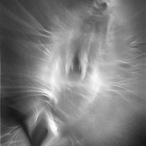 “PRHAD (Praying hands after Dürer) no.11″, 2018, ca. 130x100cm, photogram on colorfilm/C-Print analog, 2+1 AP