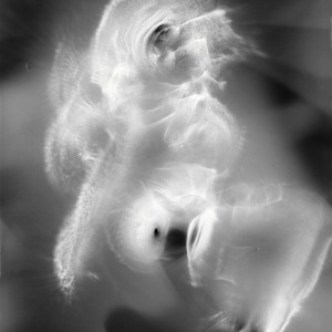 “AN no.11″, 2019, ca. 130x100cm, photogram on colorfilm/C-Print analog, 2+1 AP