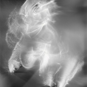 “AN no.1″, 2019, ca. 130x100cm, photogram on colorfilm/C-Print analog, 2+1 AP