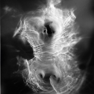 “TORSO II no.17″, 2020, ca. 130x100cm, photogram on colorfilm/C-Print analog, 2+1 AP