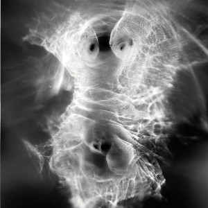 “TORSO II no.12″, 2020, ca. 130x100cm, photogram on colorfilm/C-Print analog, 2+1 AP