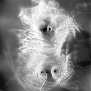 “TORSO II no.8″, 2020, ca. 130x100cm, photogram on colorfilm/C-Print analog, 2+1 AP