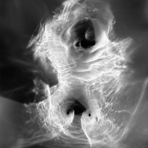 “TORSO II no.2″, 2020, ca. 130x100cm, photogram on colorfilm/C-Print analog, 2+1 AP