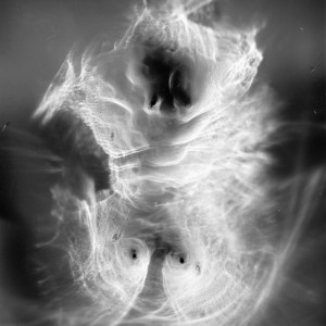 “TORSO II no.1″, 2020, ca. 130x100cm, photogram on colorfilm/C-Print analog, 2+1 AP